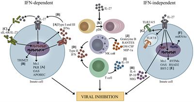 Frontiers Antiviral Activities Of Interleukin A Partner For